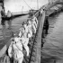 Personnel of the Canadian Women's Army Corps (C.W.A.C.) disembarking from a troopship at Naples, Italy, 22 June 1944.