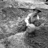 Lieutenant Ken Bell of the Canadian Army Film and Photo Unit digging a slit trench in the Normandy beachhead, France, 10 June 1944.