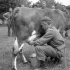 Private F.G.J. Lane of The Highland Light Infantry of Canada milking Rosie, one of the cows who was trapped between German and Canadian lines in Normandy, France, 20 June 1944.