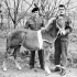 “Princess Louise”, the mascot of the 8th Princess Louise's (New Brunswick) Hussars, who was found badly wounded after the battle of Coriano and nursed back to health by members of the regiment. Italy, 1944.
