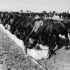 Australian Light Horse watering in the Desert. Photographer Captain James Francis "Frank" Hurley.