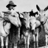 An Anzac and some of his friends.  "The Donks". Photographer Captain James Francis "Frank" Hurley.