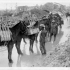 Pack Horses