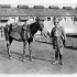 Protecting Soldiers and Horses